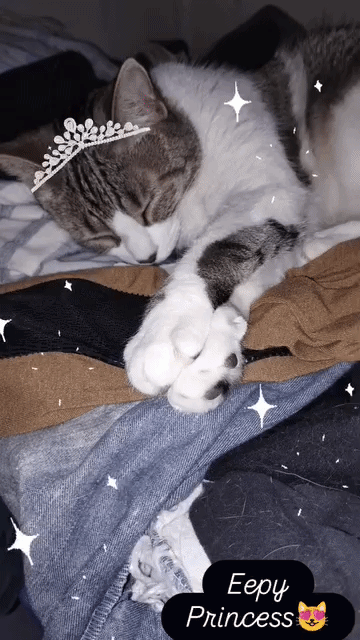 Tuni Sleeping with a tiara on and sparkles all around her